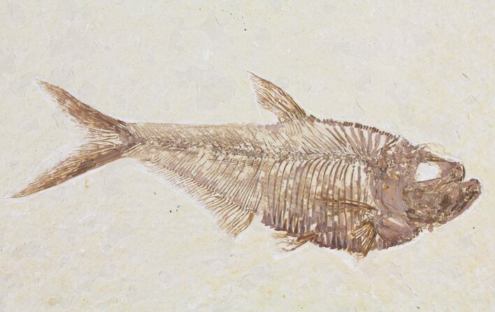 Diplomystus Fossil Fish - Wyoming #94872